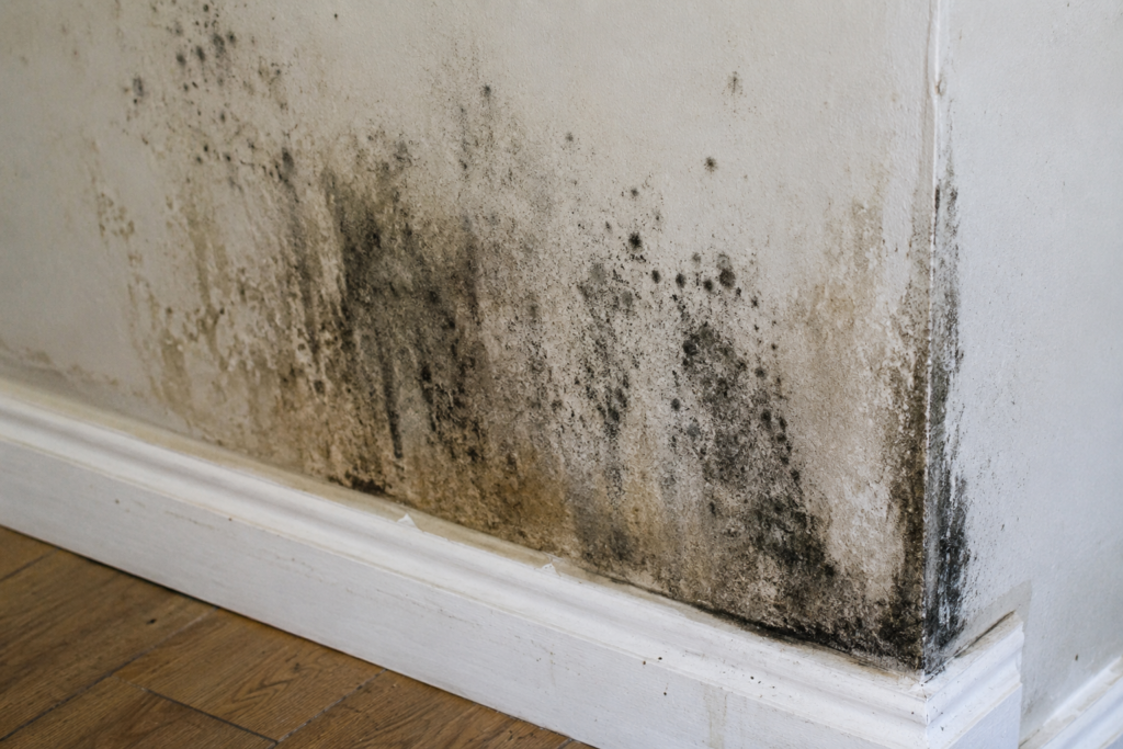 Mold growth on drywall after water damage in a Grand Rapids home